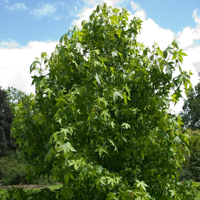 Amberbaum