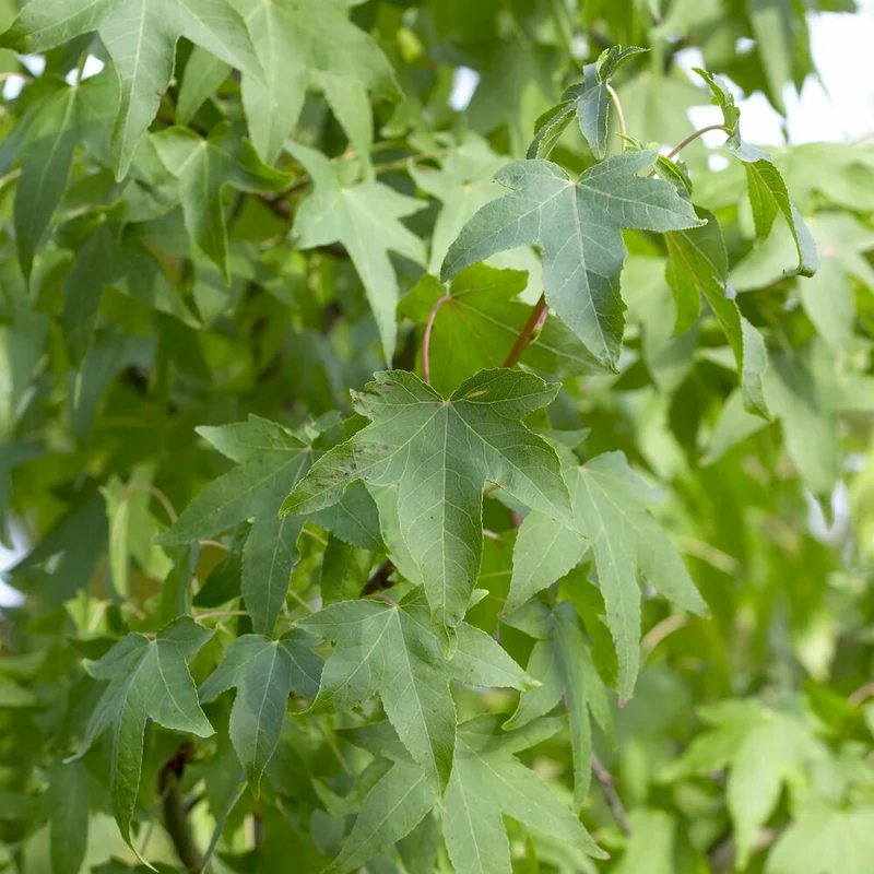 Amberbaum