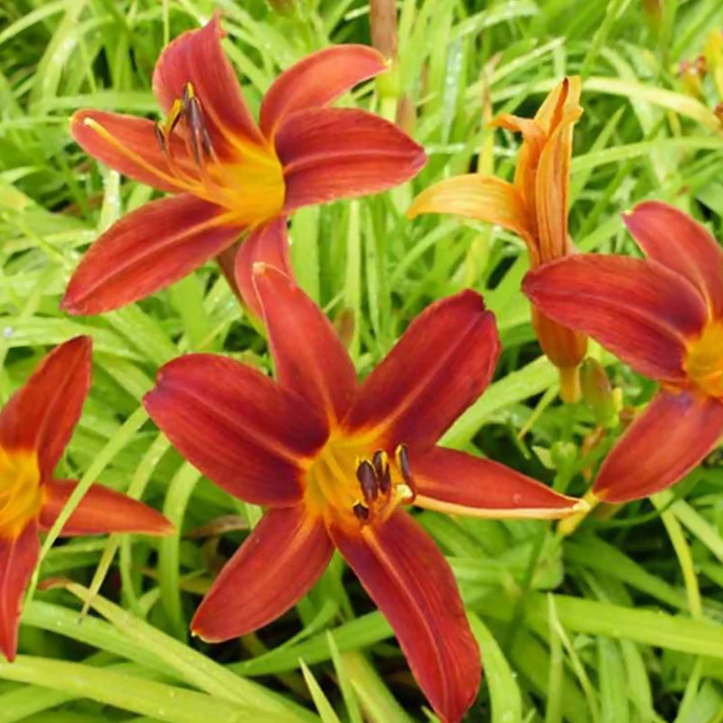 Sommerblumenbeet – Staudenmix (18 Pflanzen)