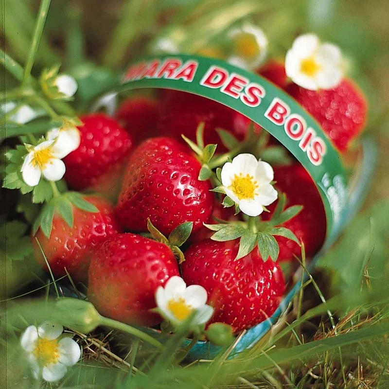 Erdbeere ‘Mara des Bois’