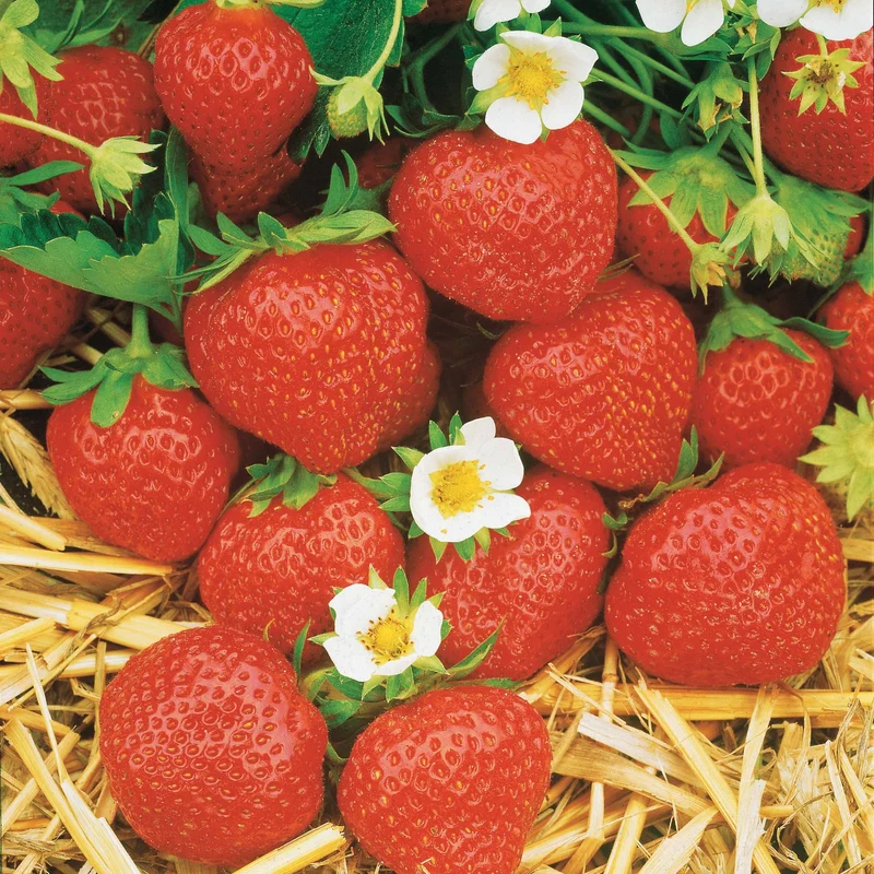 Erdbeere ‘Mara des Bois’