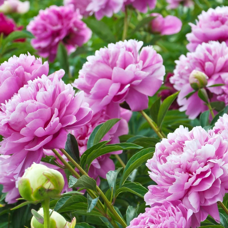 Pfingstrose ‘Sarah Bernhardt’