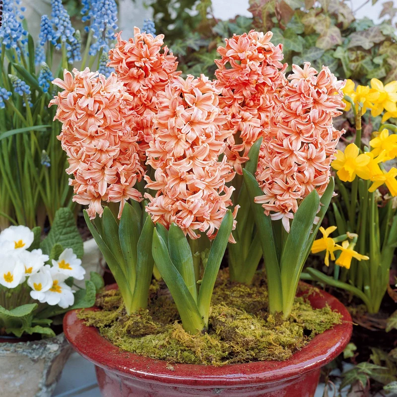 Hyazinthe 'Gipsy Queen' (x6)
