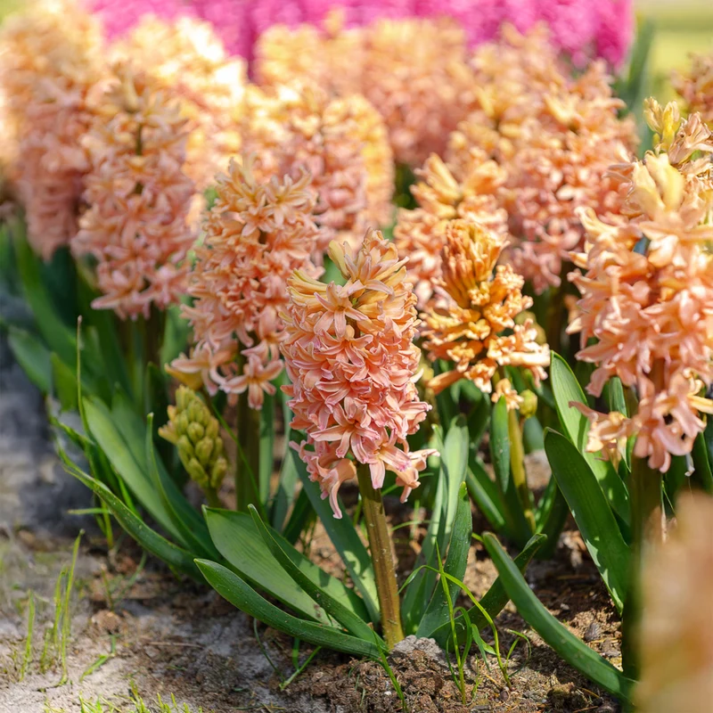 Hyazinthe 'Gipsy Queen' (x6)