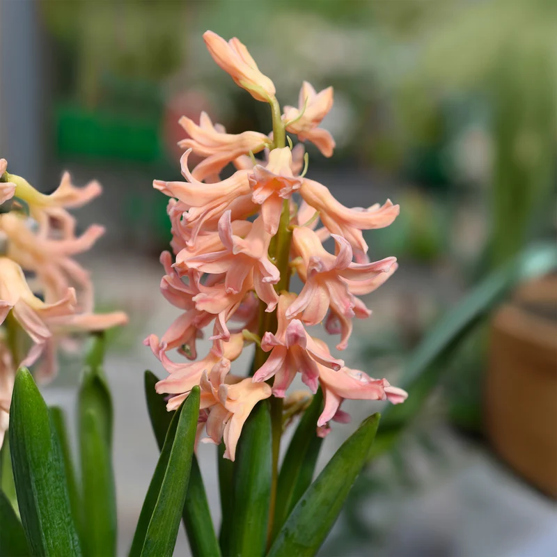 Hyazinthe 'Gipsy Queen' (x6)