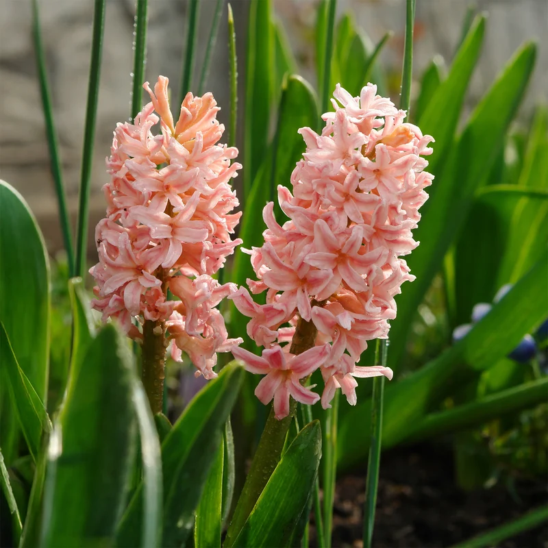Hyazinthe 'Gipsy Queen' (x6)