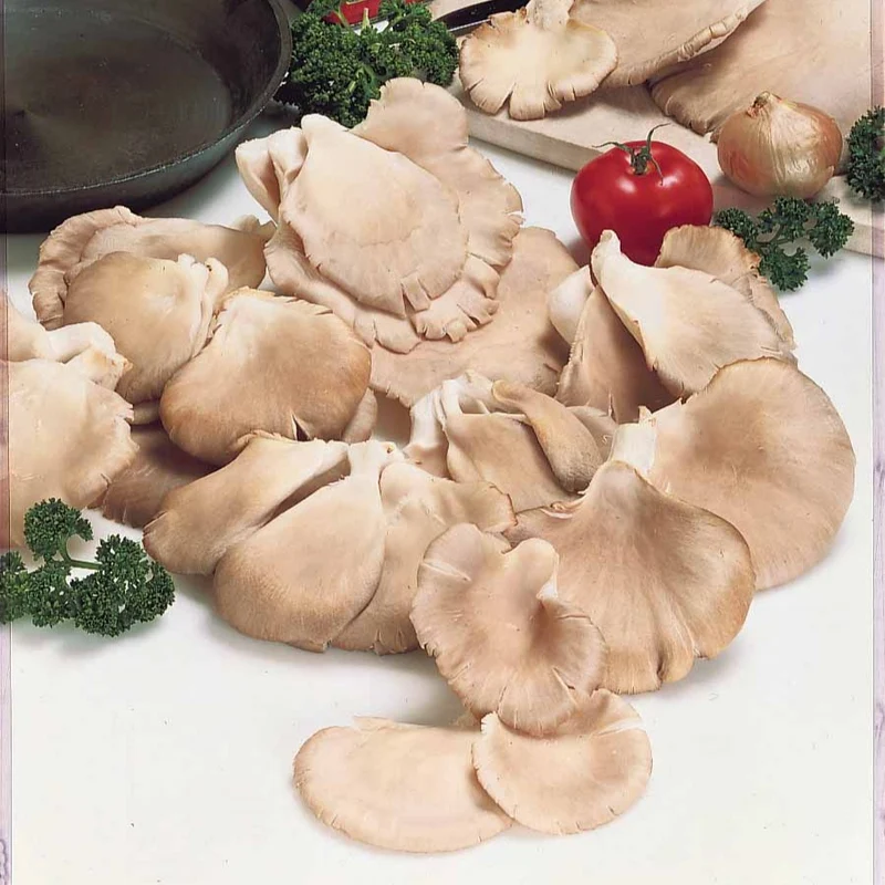 Zuchtset grauer Austernpilz