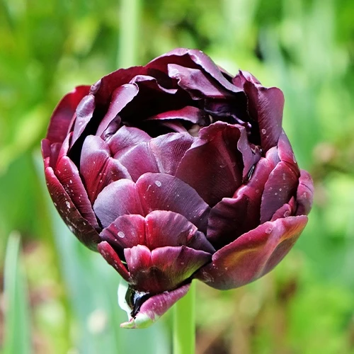 Tulpen 'Black Hero' (x10)