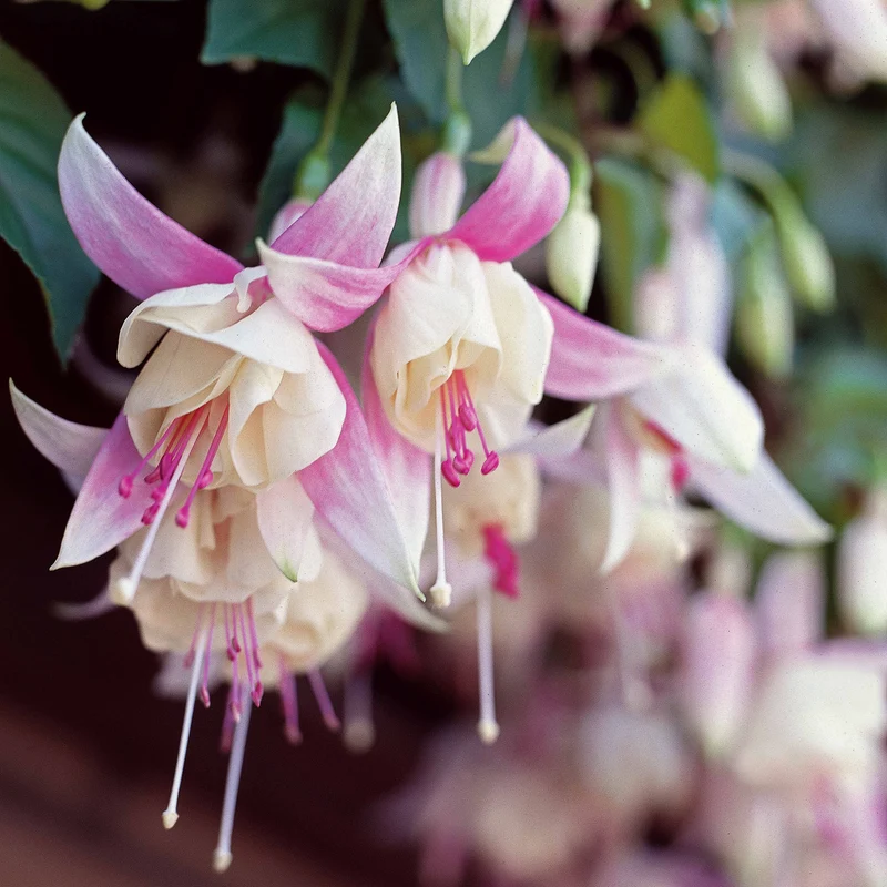 Fuchsie Annabel (x3)