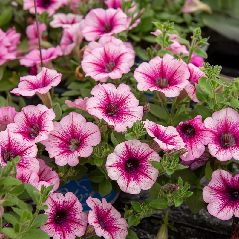 Hängepetunie rosa (x3)