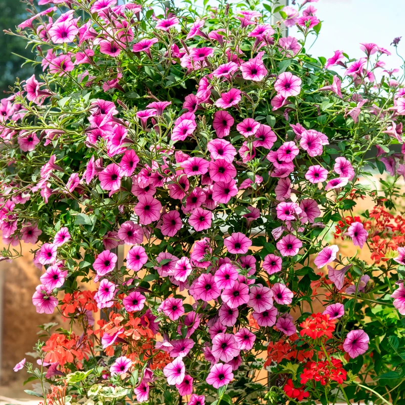 Hängepetunie rosa (x3)