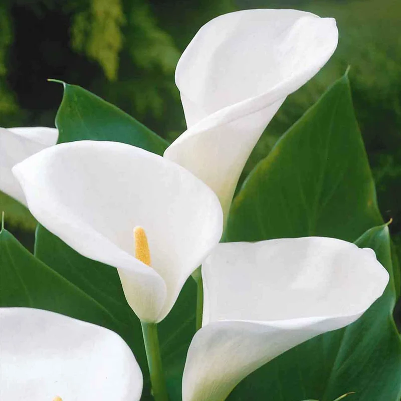 Äthiopische Calla (x2)