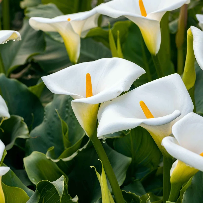 Äthiopische Calla (x2)