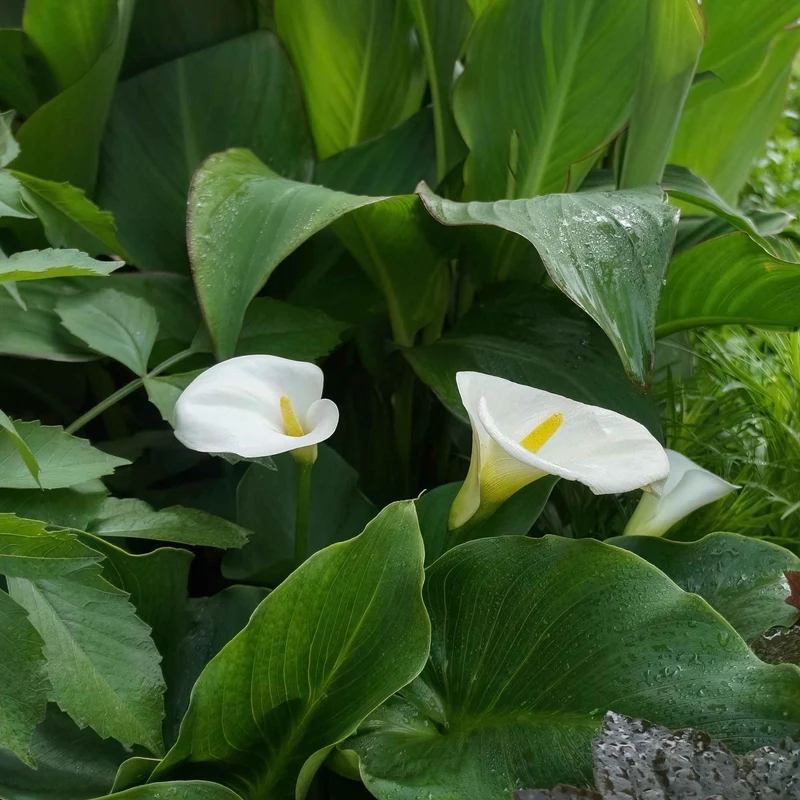 Äthiopische Calla (x2)