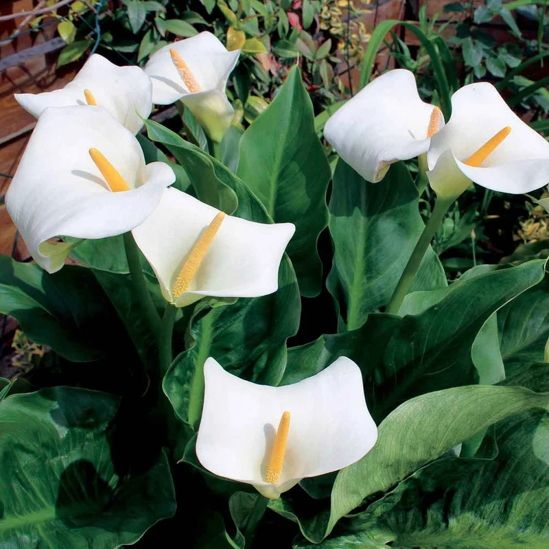Äthiopische Calla (x2)