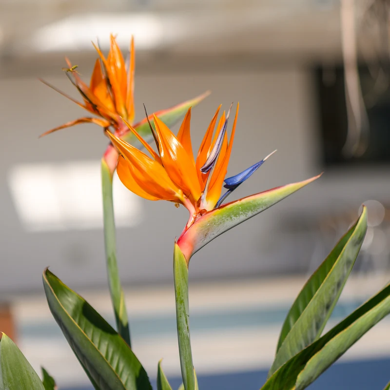 Paradiesvogelblume Strelitzie