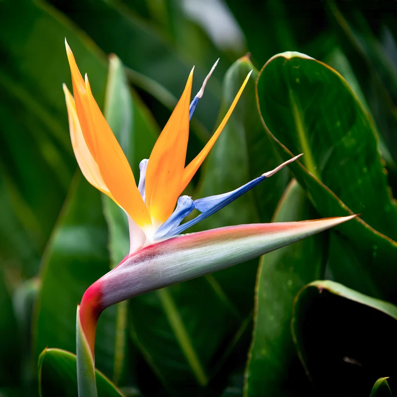 Paradiesvogelblume Strelitzie