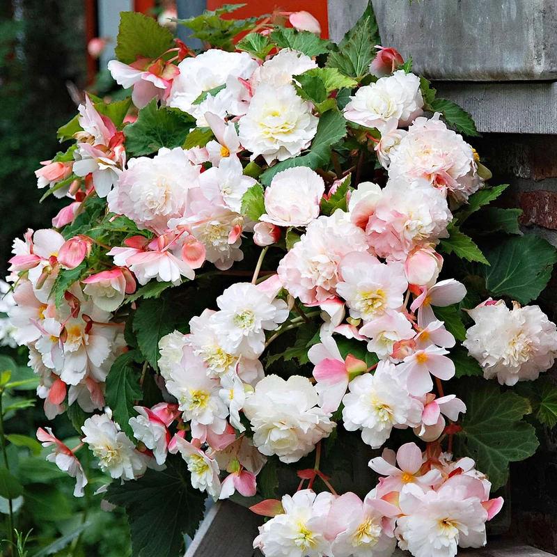 Begonie 'Angelique' (x5)