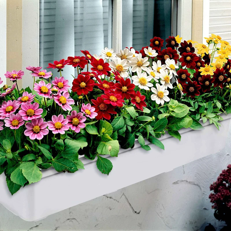 Dahlien 'Topmix' (x5)