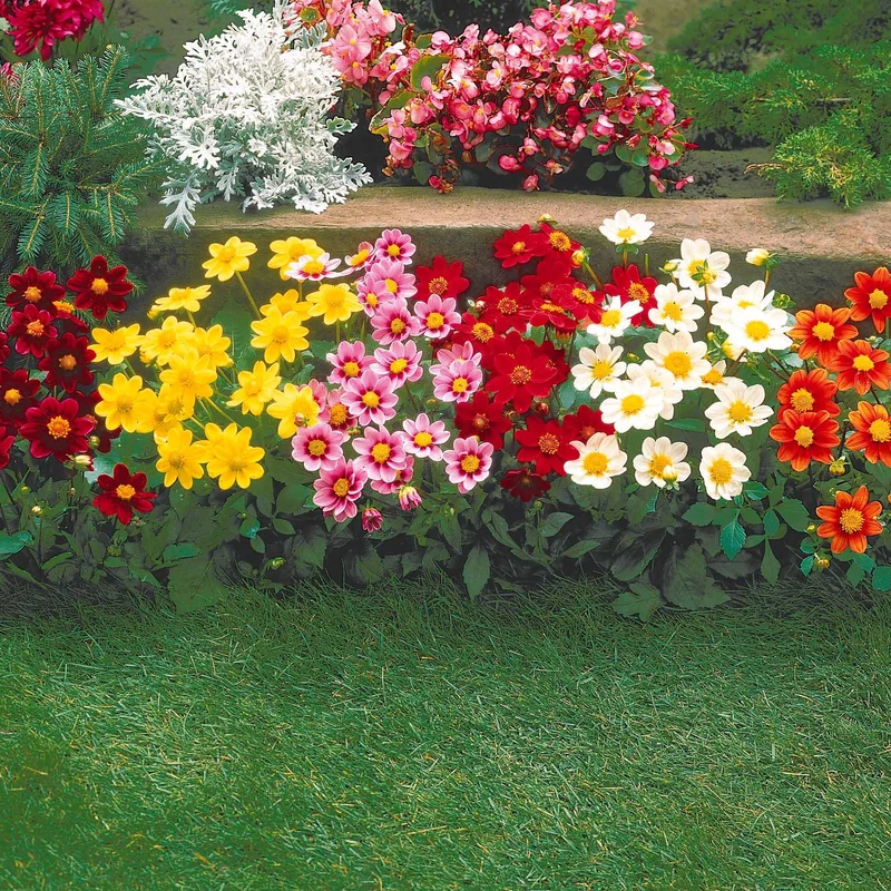 Dahlien 'Topmix' (x5)