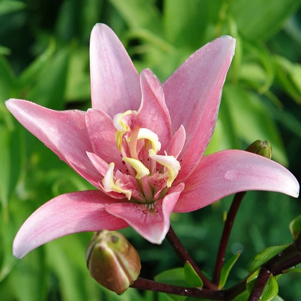 Asiatische Lilie 'Elodie' (x3)