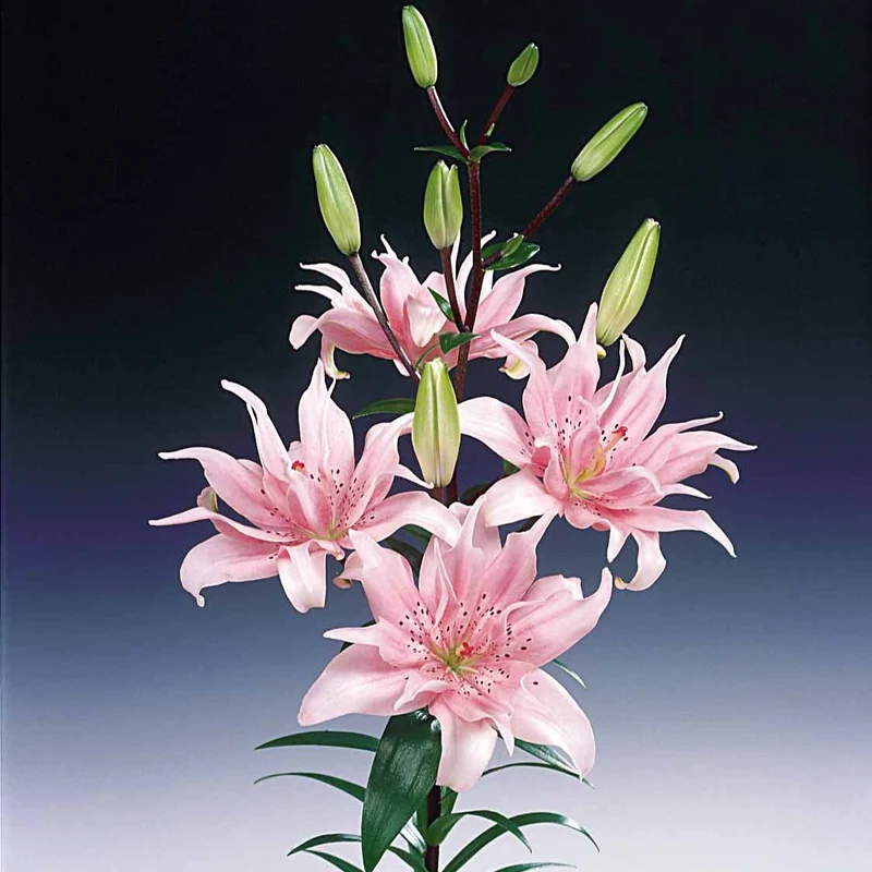 Asiatische Lilie 'Elodie' (x3)