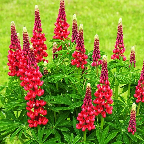 Lupine ‘Russell Red’ (x3)