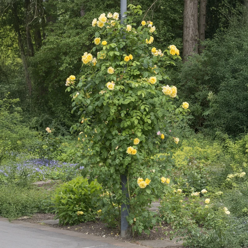 Kletterrose Golden Gate ® Korgolgat