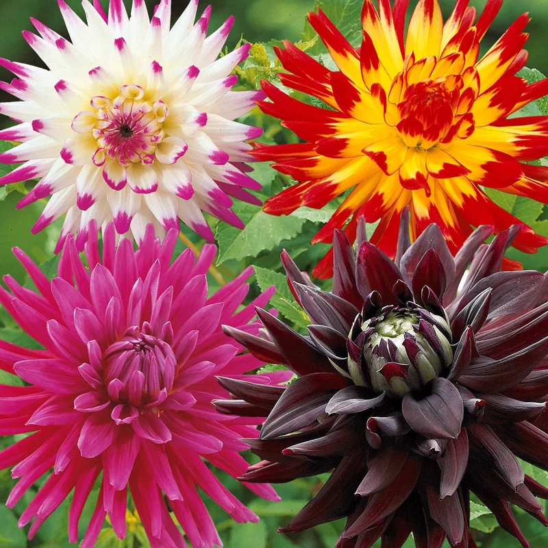 Kaktus-Dahlien Mischung (x8)