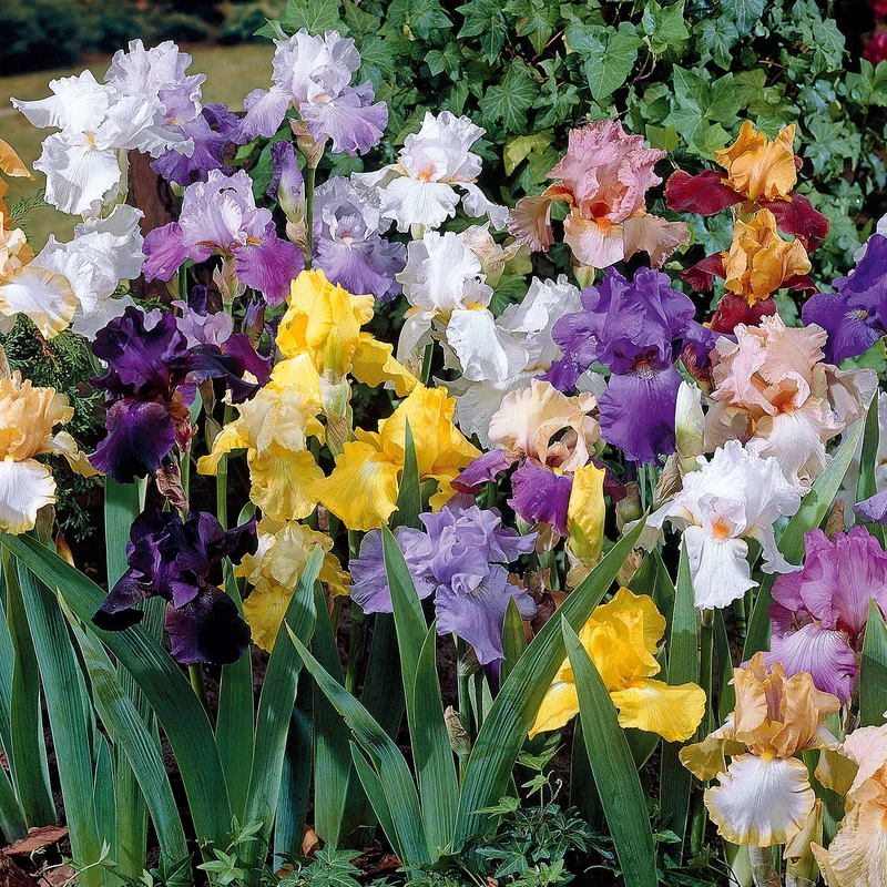 Schwertlilie Mischung 'Vibrant Beauty' (x5)