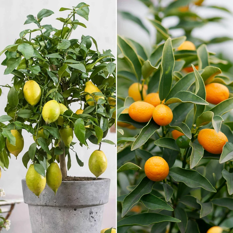 Zitrus-Kollektion Kumquat & Zitronenbaum (x2)