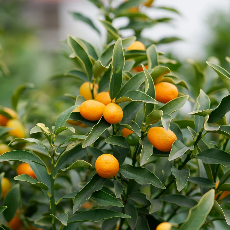 Zitrus-Kollektion Kumquat & Zitronenbaum (x2)