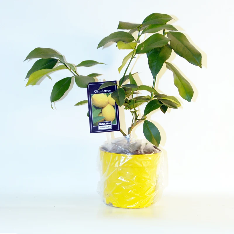 Zitrus-Kollektion Kumquat & Zitronenbaum (x2)