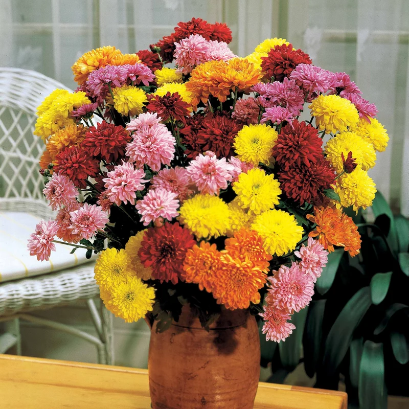 Herbst-Chrysanthemen Mischung (x3)