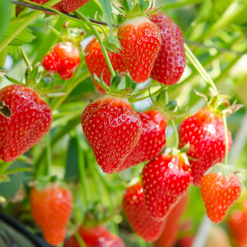 Erdbeere ‘Gariguette’