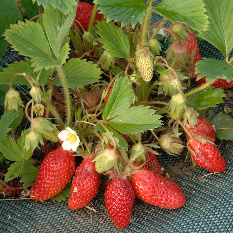 Erdbeere ‘Gariguette’