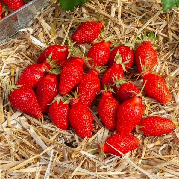 Erdbeere ‘Gariguette’