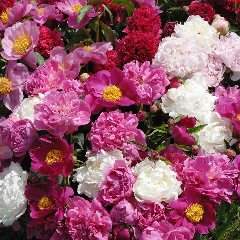 Duftende Pfingstrosen (1 rot + 1 rosa + 1 weiß) (x3)