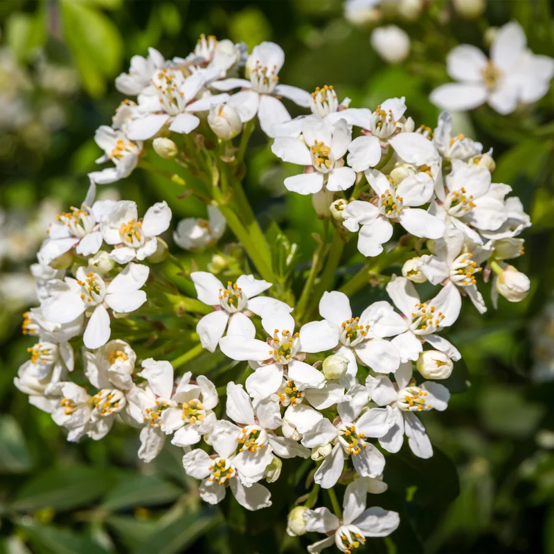 Orangenblume