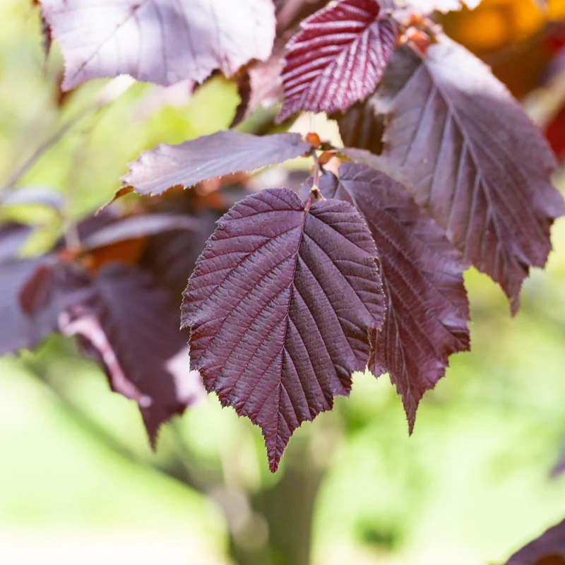 Bluthasel 'Purpurea'