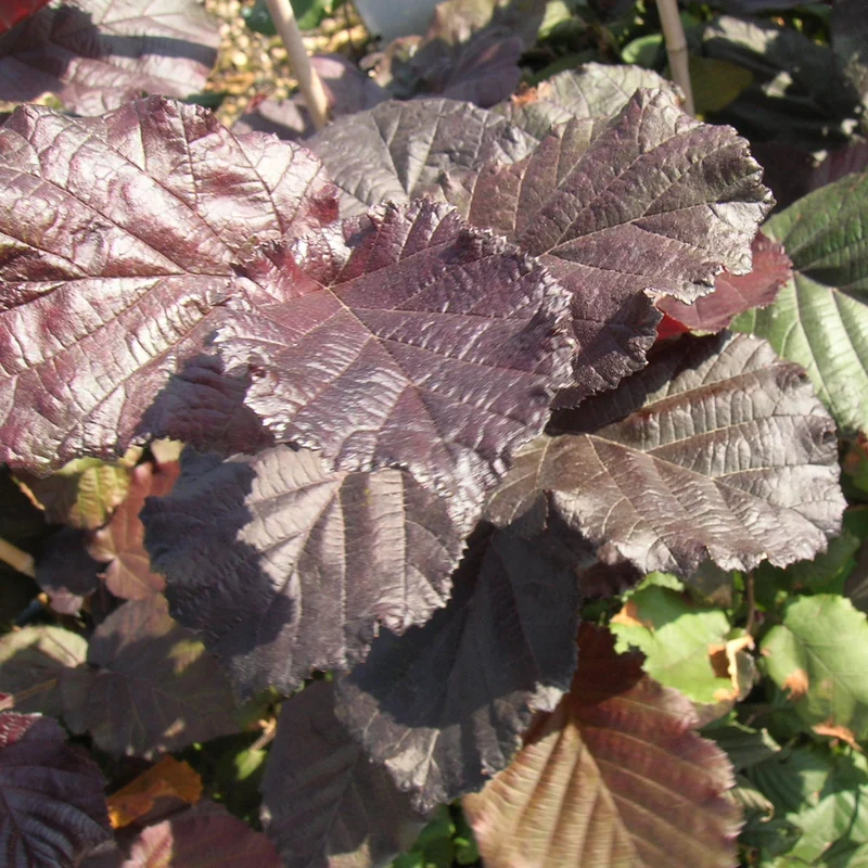Bluthasel 'Purpurea'