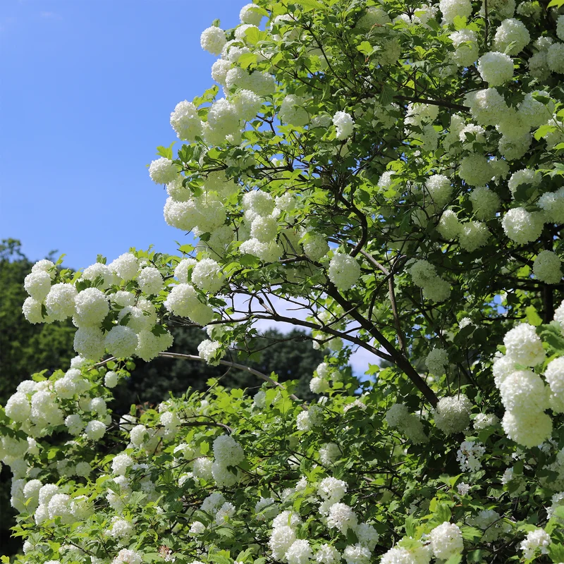 Schneeball ‘Roseum’