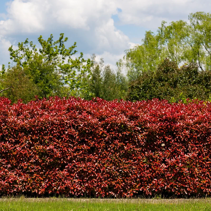 Glanzmispel 'Red Robin' (x3)