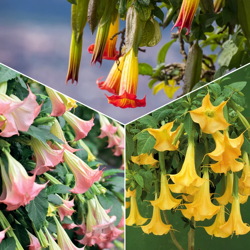Brugmansia-Sammlung: Rot und Gold, Gelb, Rosa. (x3)