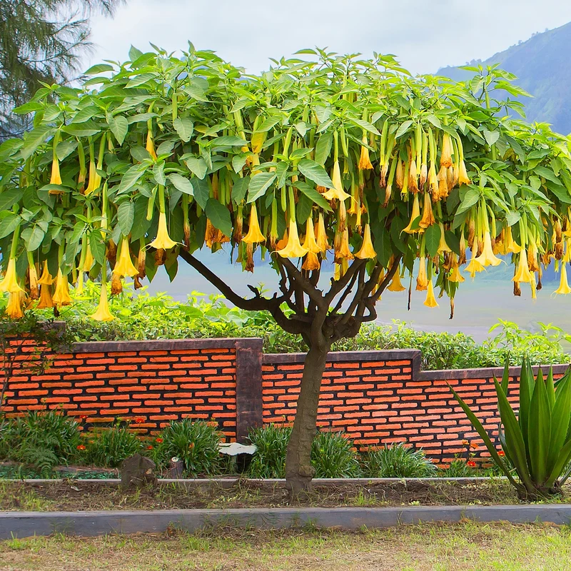 Brugmansia-Sammlung: Rot und Gold, Gelb, Rosa. (x3)