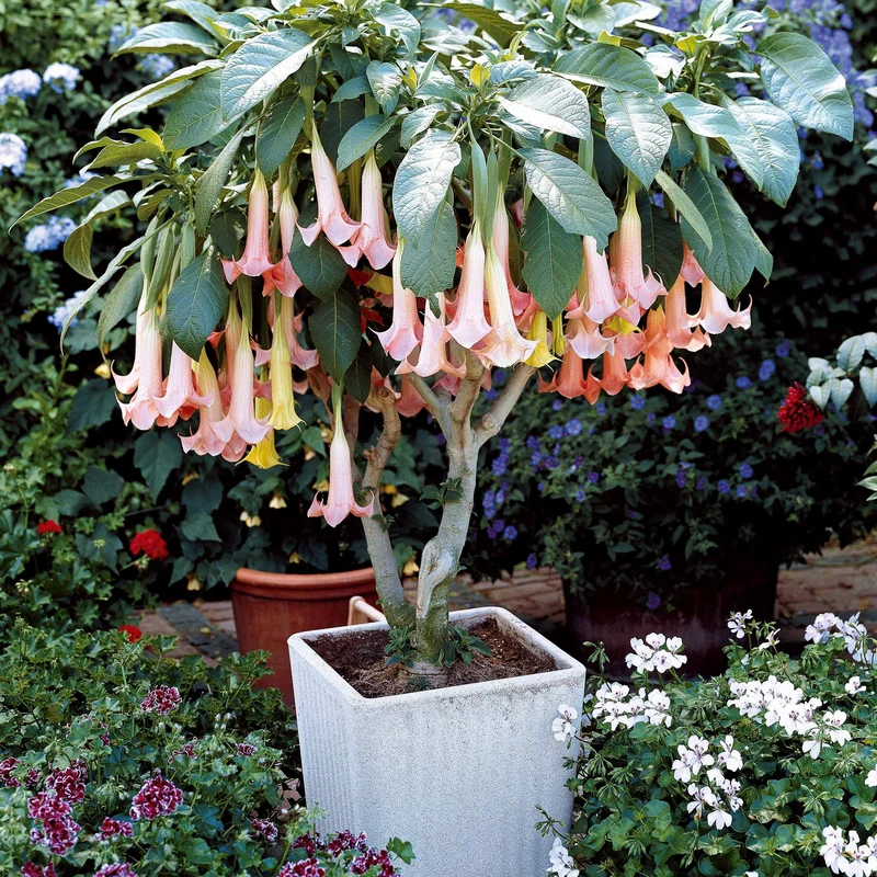 Brugmansia-Sammlung: Rot und Gold, Gelb, Rosa. (x3)