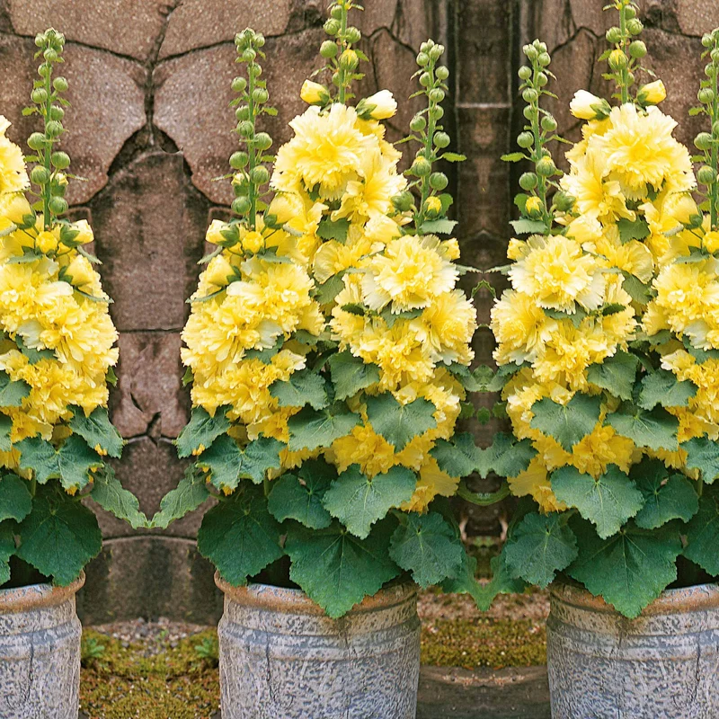 Stockrose ‘Spring Celebrities Lemon’