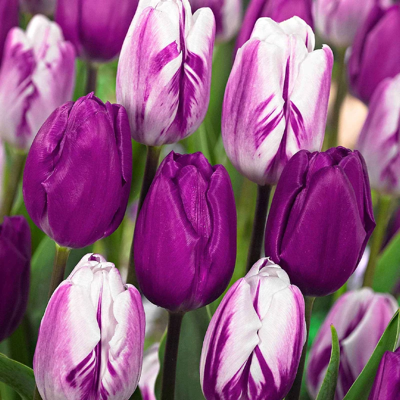 Tulpen mauv-weiß Mischung (x10)
