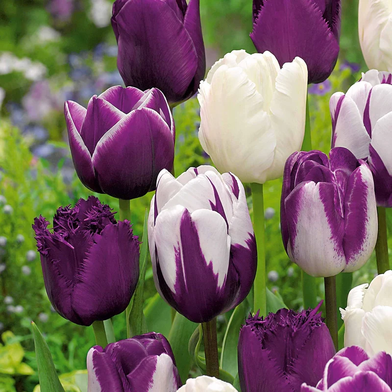 Tulpen mauv-weiß Mischung (x10)