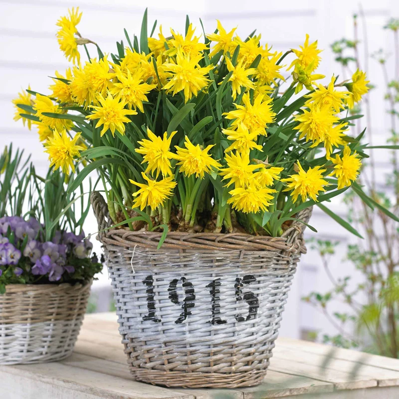 Narzissen 'Rip van Winkle' (x5)
